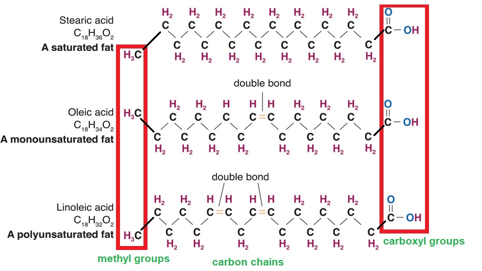 stearic, oleic, and linoleic acids and there methyl groups, carbon chains, and carboxyl groups