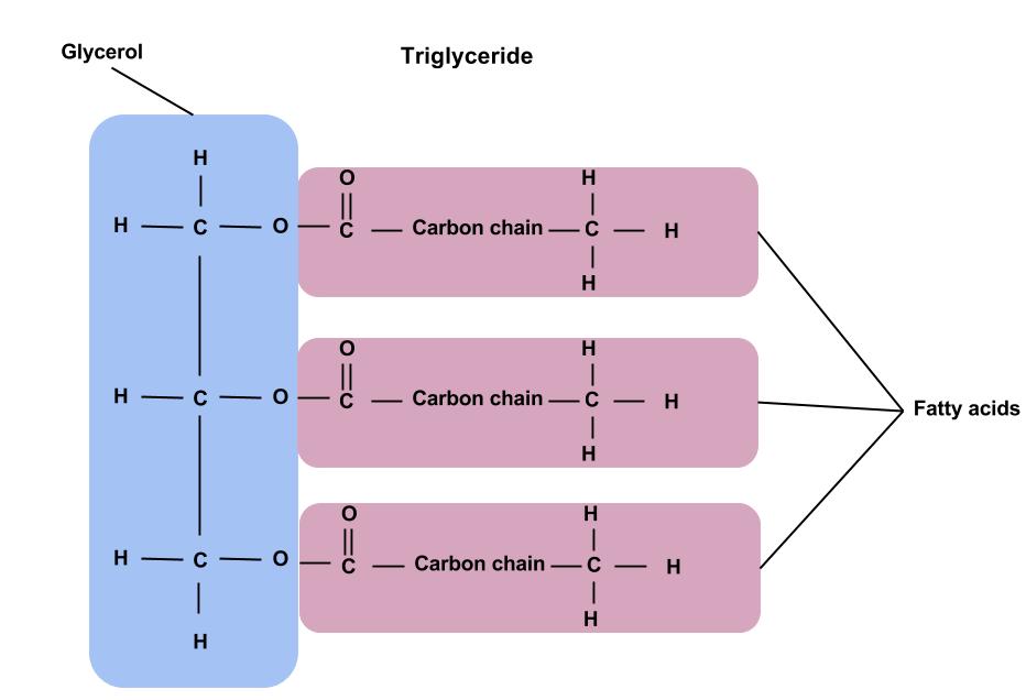 triglyceride