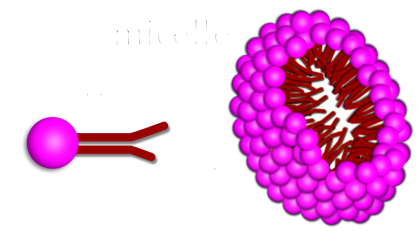 Micelle
